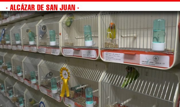 El XXXIV Concurso-Exposición de Canaricultura y Ornitología de Alcázar de San Juan reúne a más de 1.400 pájaros de toda España