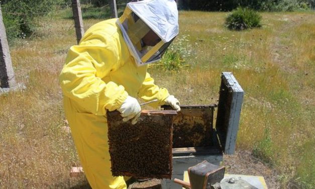 ASAJA Ciudad Real ha impartido por primera vez un curso gratuito de apicultura para potenciar el sector