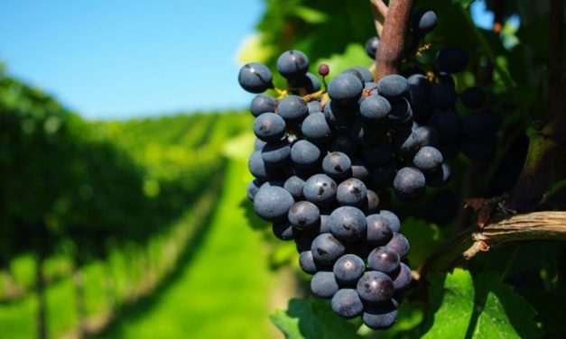 Castilla-La Mancha bate el récord histórico de exportación de productos vitivinícolas con 804 millones de euros en 2017