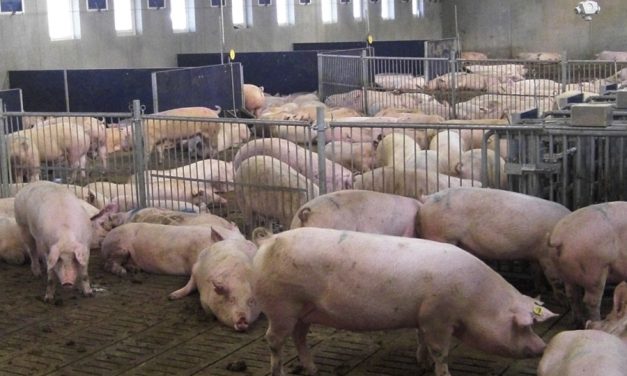 El Ayuntamiento alcazareño se muestra contrario ante la implantación en nuestra ciudad de una explotación de 3.600 cerdos de cebo