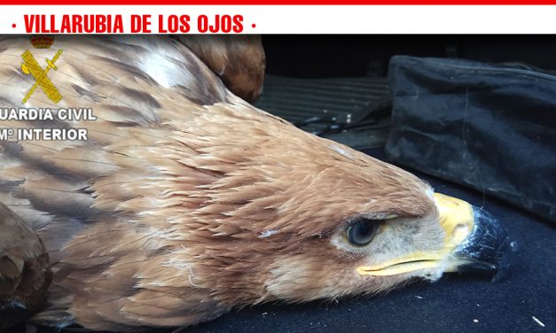 La Guardia Civil halla una cría de Águila Imperial Ibérica en Villarrubia de los Ojos