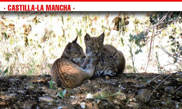 Castilla-La Mancha cuenta, al menos, con 16 nuevas crías de lince ibérico nacidas en libertad en las dos áreas de reintroducción de la región