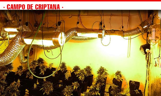 La Guardia Civil desmantela en Campo de Criptana un laboratorio de cultivo indoor de cannabis sativa
