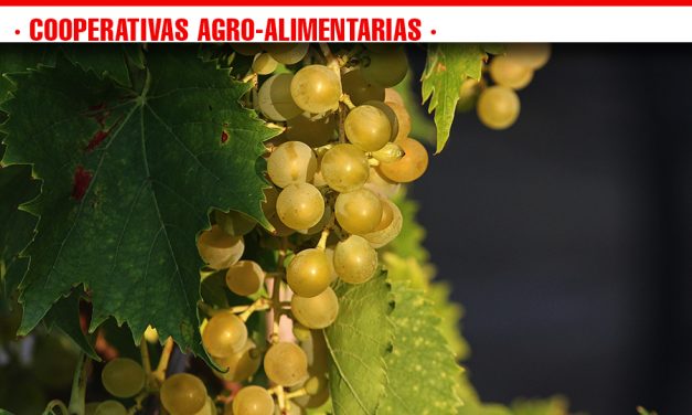 Integración comercial y pago por calidad, apuestas de Cooperativas Agro-alimentarias en el Plan Estratégico del Vino