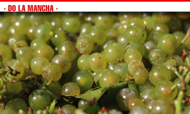 Chardonnay y moscatel marcan el inicio de la vendimia en los viñedos DO La Mancha