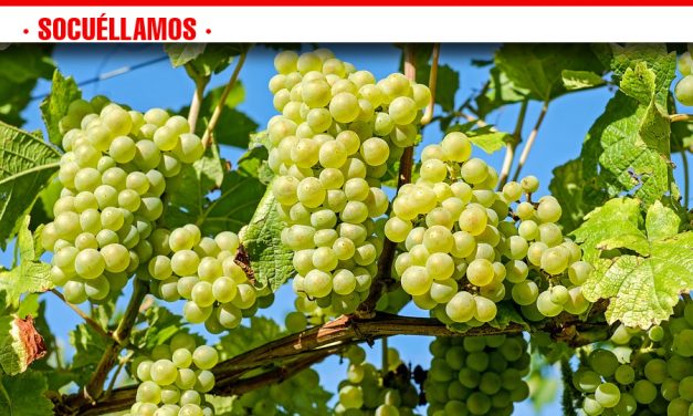 ASAJA Socuéllamos pide medidas concretas y efectivas contra posibles imposiciones de precios de uva de forma unilateral por parte de la industria