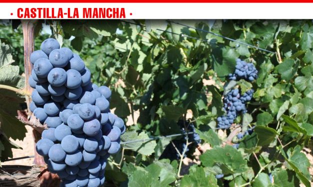 Abonados esta semana 4,5 millones de euros a los viticultores por pagos de reestructuración de viñedo