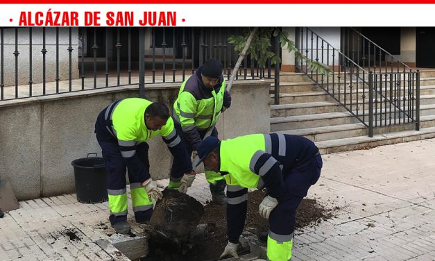 La concejalía de Parques y Jardines está llevando a cabo reposición de árboles en nuestra ciudad