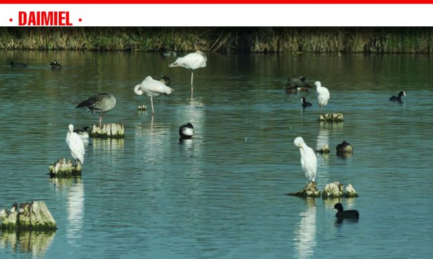 La laguna de Navaseca alberga más de 2.300 aves acuáticas de 23 especies diferentes