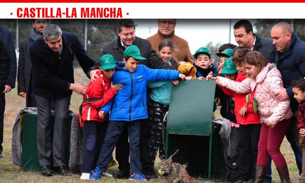 Castilla-La Mancha refuerza su compromiso con la biodiversidad y el lince ibérico con la reintroducción de 14 nuevos ejemplares en su hábitat natural