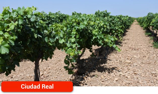 El Gobierno de Castilla-La Mancha abona más de 941.000 euros de ayudas para la reestructuración del viñedo en la provincia