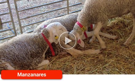 Más de 100 ganaderos participan en la 120º Subasta de Sementales de Raza Ovina Manchega en Fercam