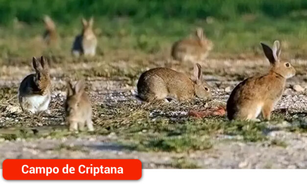 Ampliado el convenio con los cazadores para evitar plagas de conejos