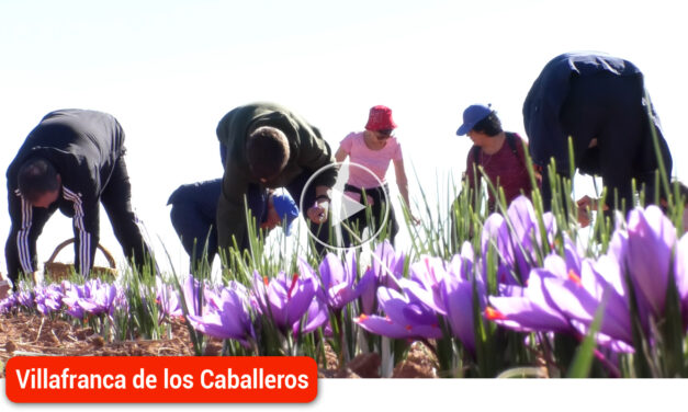 Visitantes de toda España conocen los azafranales en las VIII Jornadas